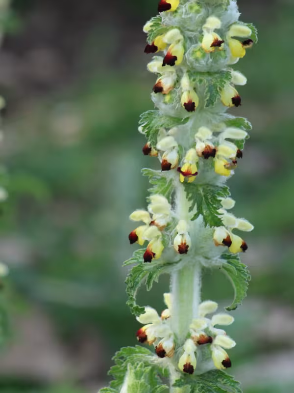 Phlomoides laciniata
