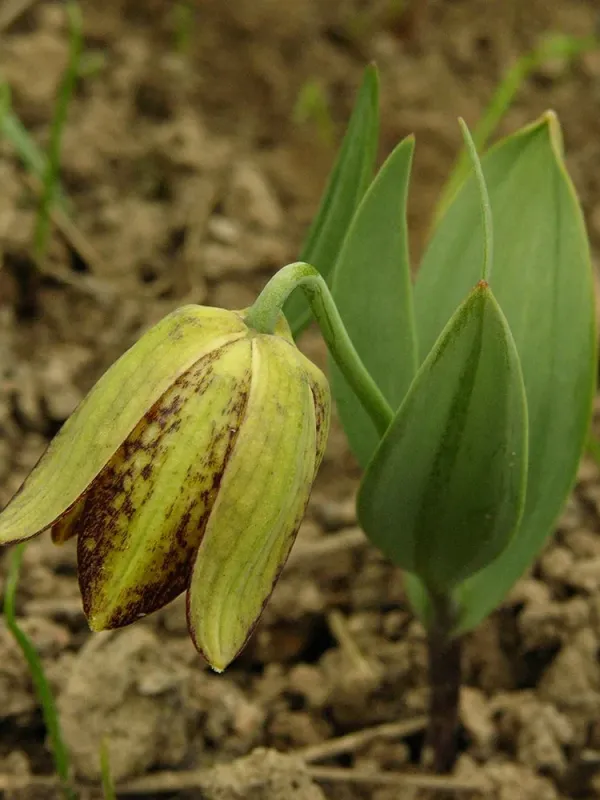Fritillaria crassifolia