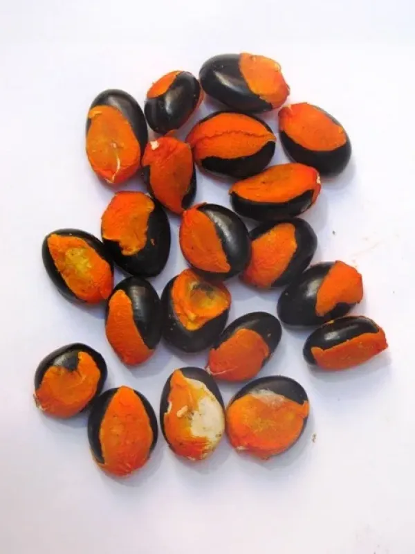 Afzelia rhomboidea