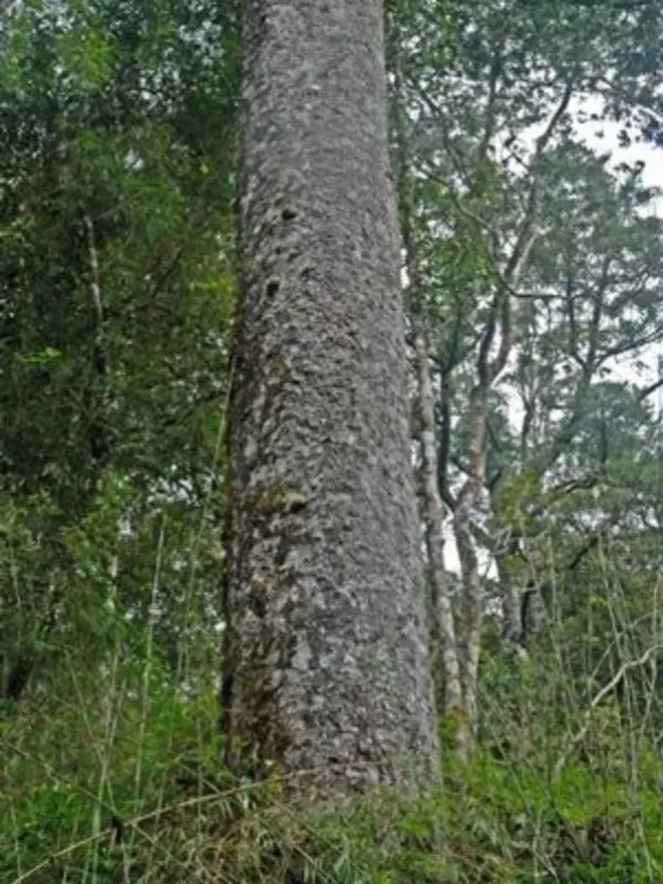Agathis lenticula