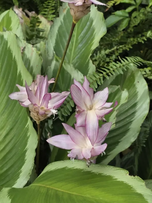 Goeppertia loeseneri x Goeppertia roseopicta