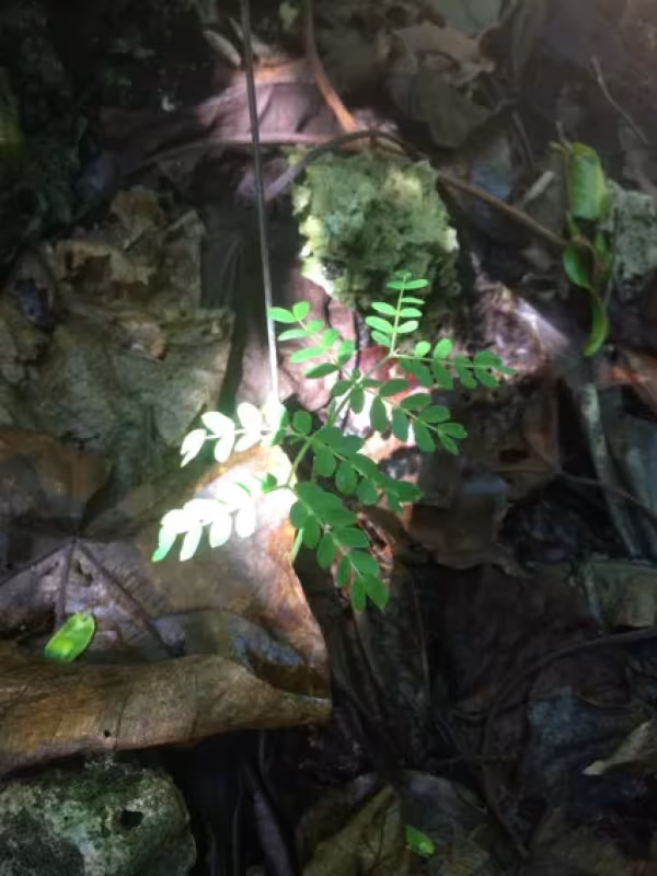 Serianthes nelsonii