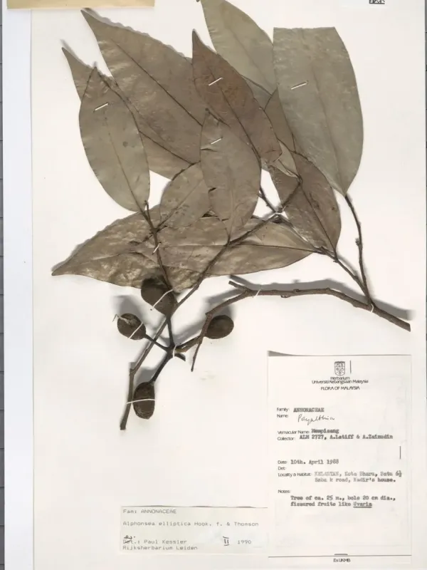 Alphonsea elliptica