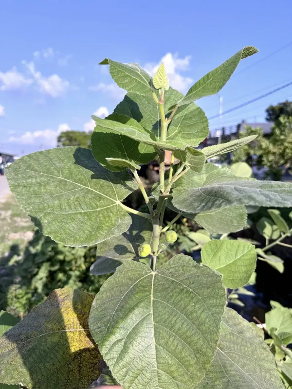 Ficus palmata