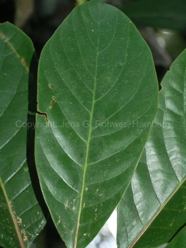 Alseodaphne insignis
