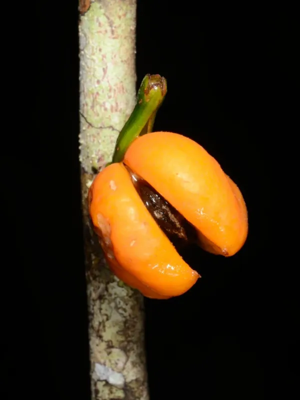 Aquilaria filaria