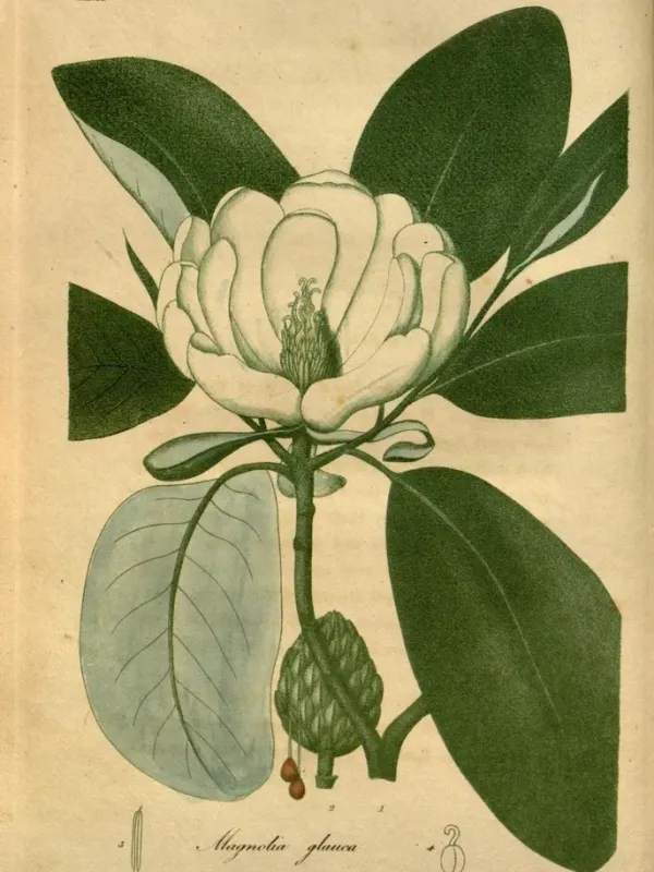 Magnolia elegans