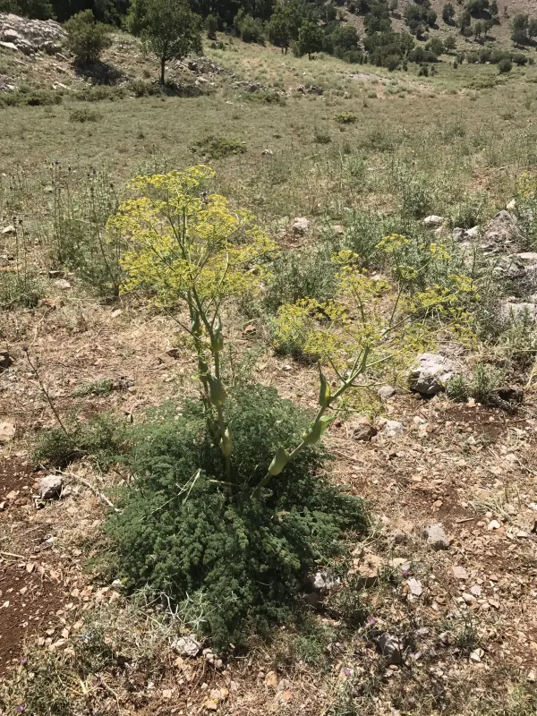 Ferula hermonis