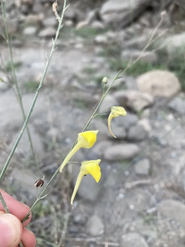 Kickxia scoparia