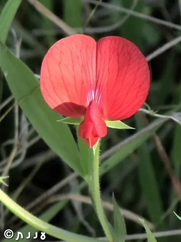 Lathyrus pseudocicera