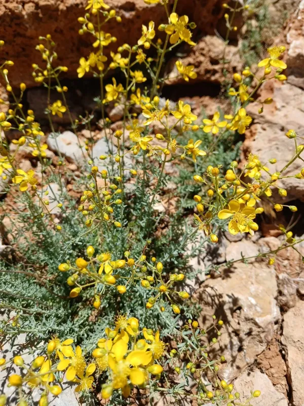 Hypericum libanoticum