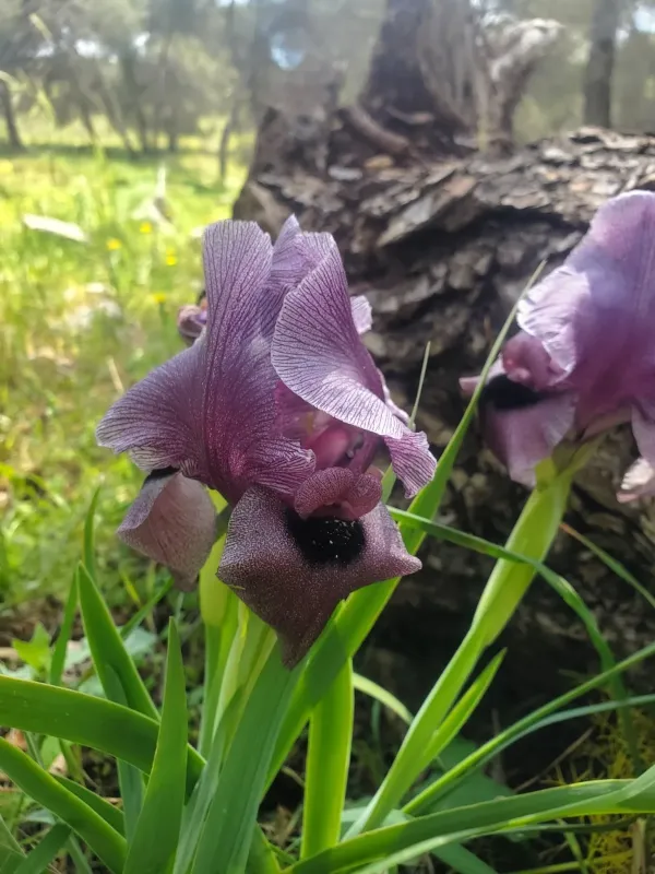 Iris haynei