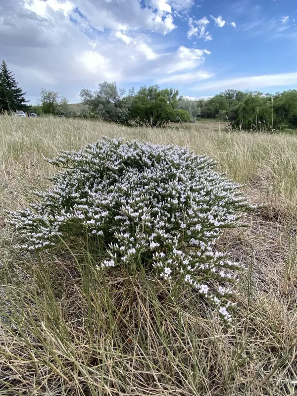 Goniolimon tataricum