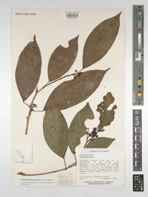 Blumeodendron endocarpum