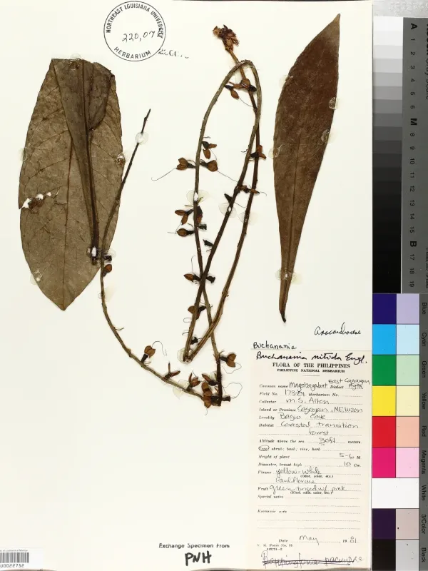 Buchanania nitida