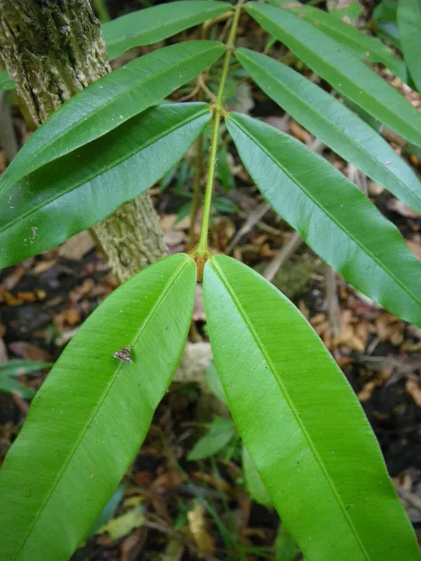 Calophyllum bicolor