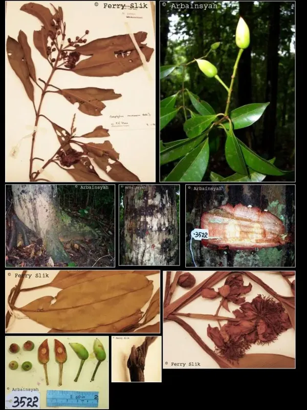 Calophyllum macrocarpum