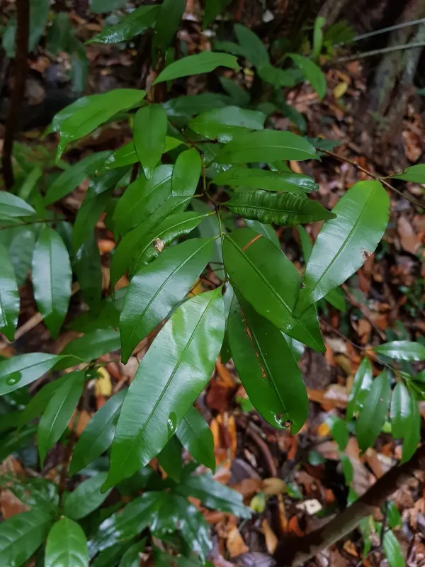 Calophyllum pulcherrimum