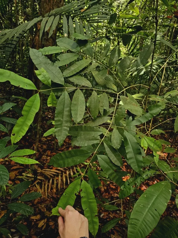 Calophyllum rubiginosum