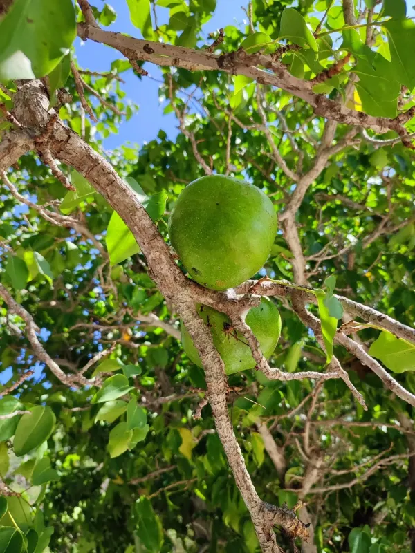 Xylocarpus rumphii