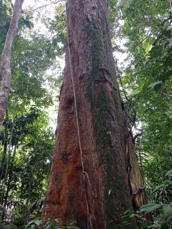 Dinizia excelsa