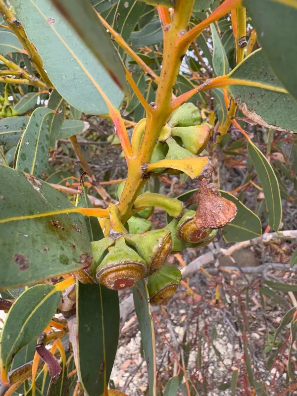 Eucalyptus acies