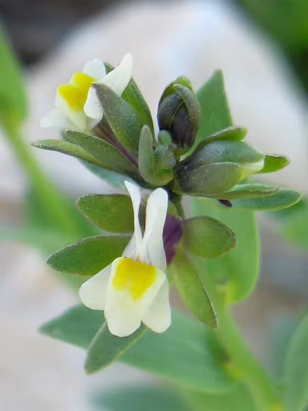 White-fronted toadflax