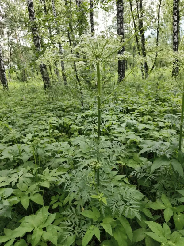 Ребросемянник камчатский