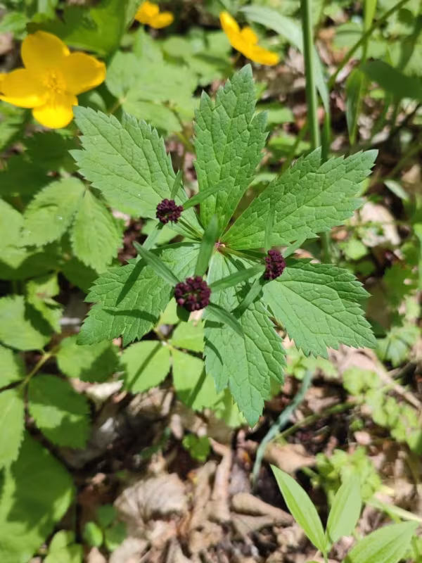 Red-flowered sanicle