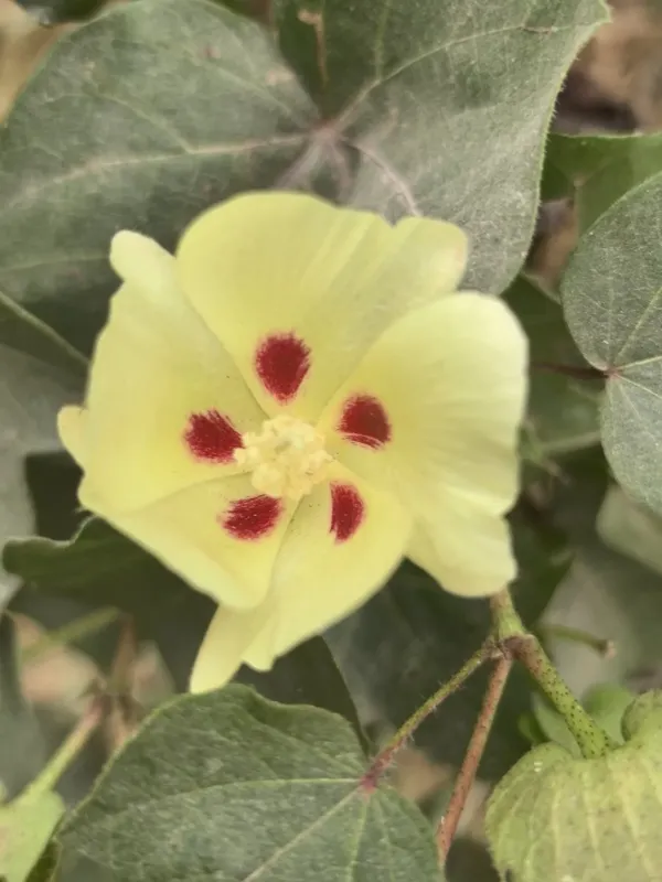 Upland cotton