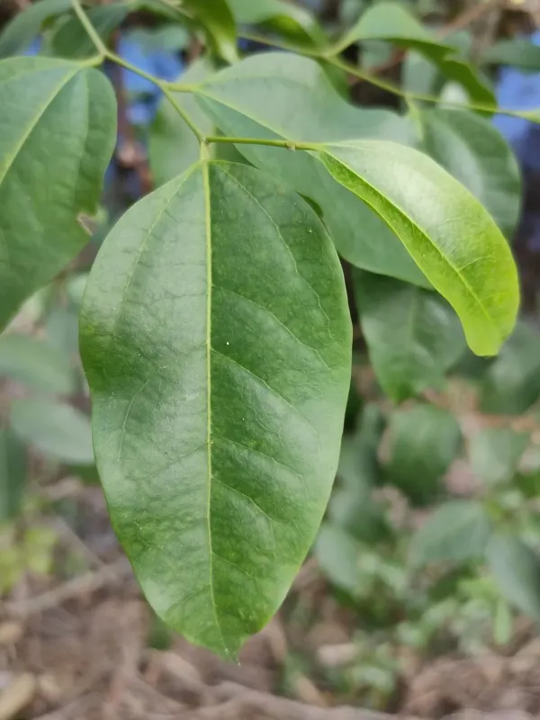 Deep-veined nettletree