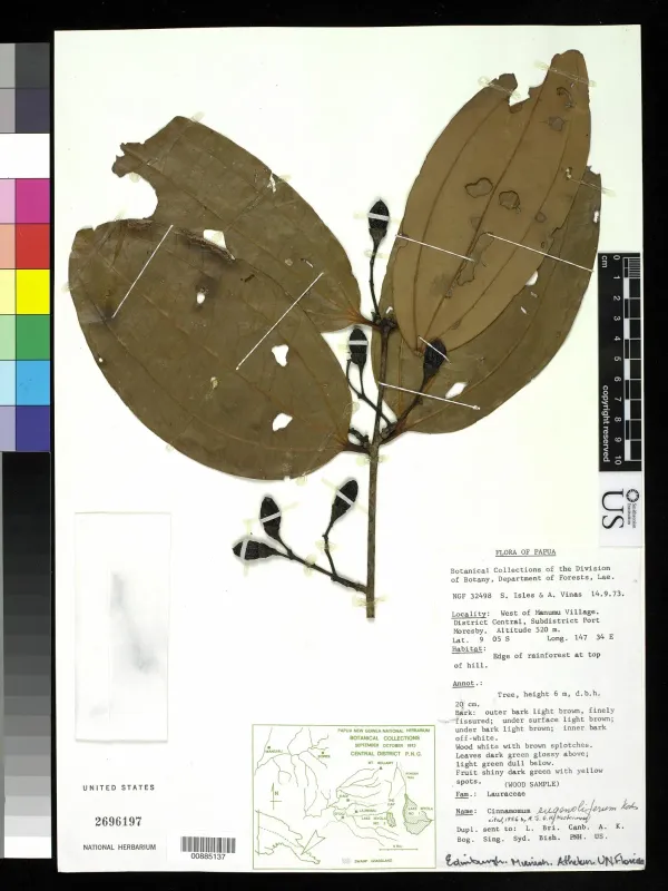 Cinnamomum eugenoliferum