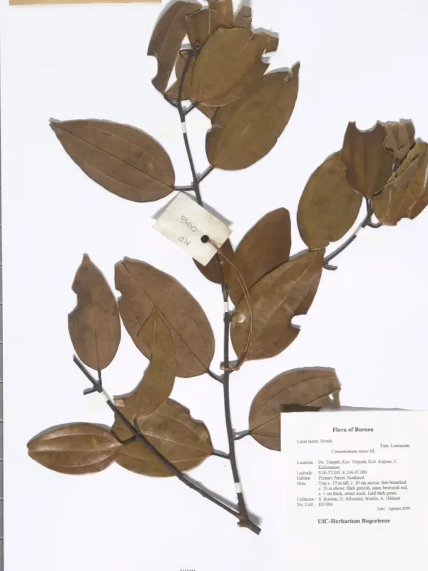 Sintoc cinnamon