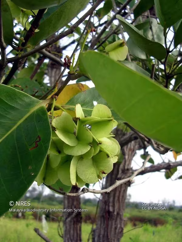 Combretocarpus rotundatus
