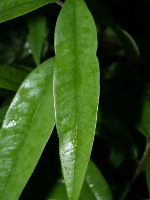 Cotylelobium scabrifolium