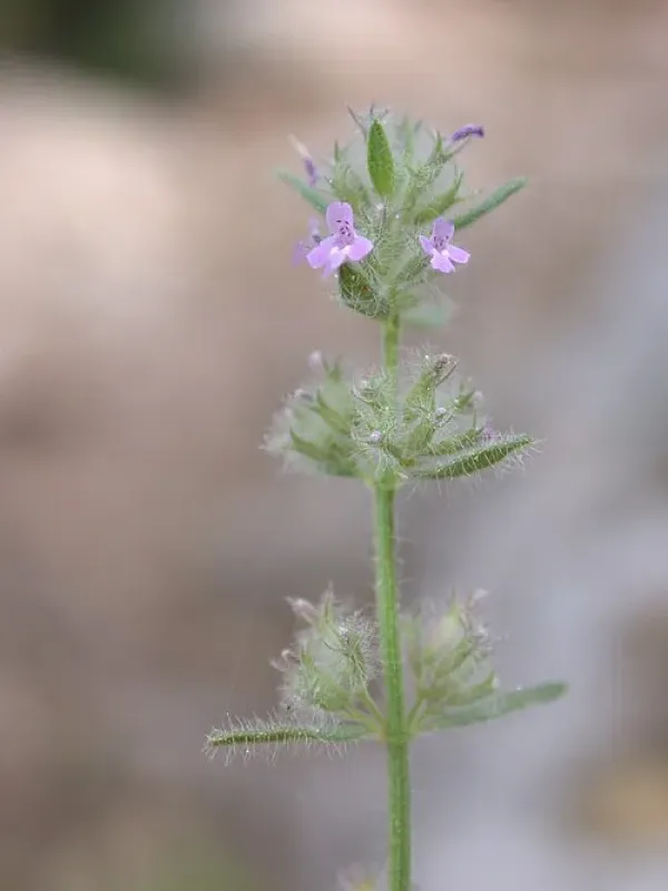 Micromeria sinaica