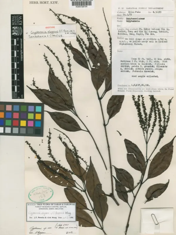 Crypteronia elegans
