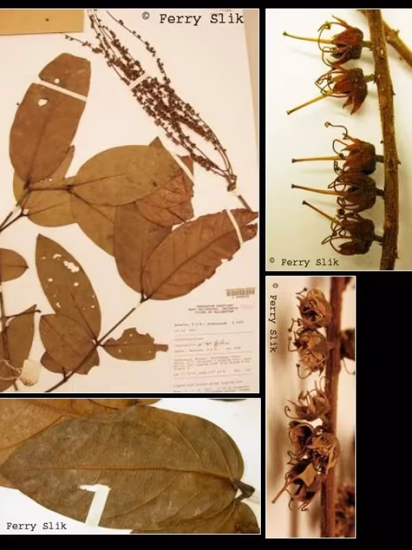 Crypteronia griffithii