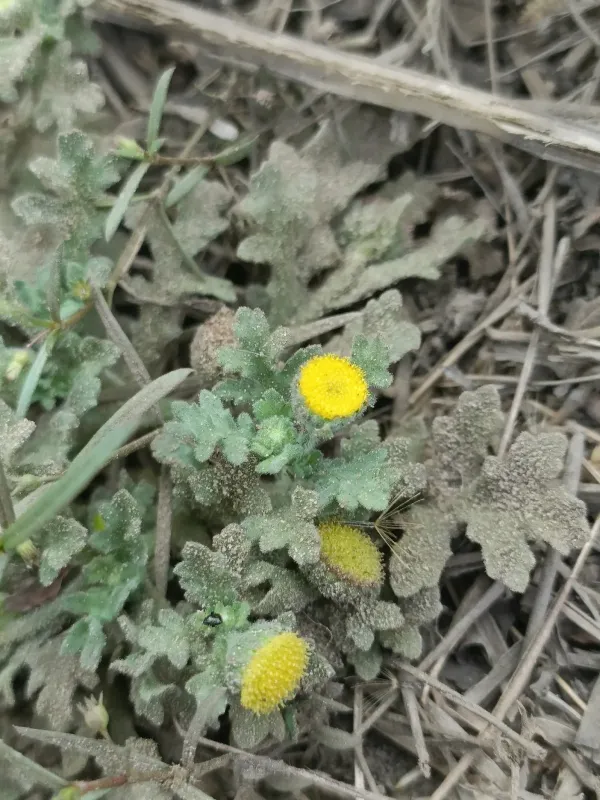Grangea maderaspatana