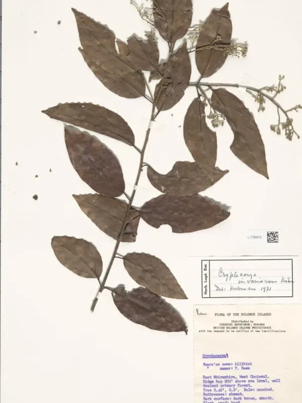 Cryptocarya