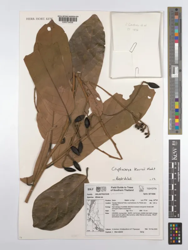 Cryptocarya kurzii