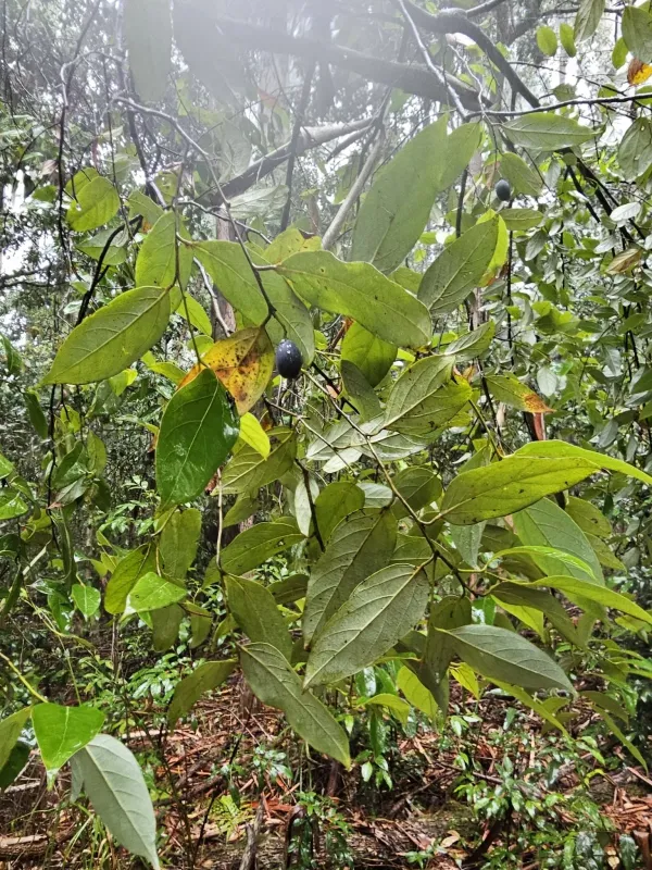 Cryptocarya rigida