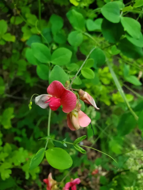 Round-leaved vetchling