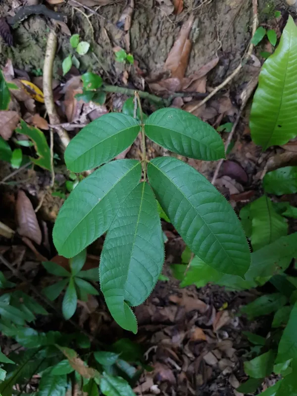 Canarium pilosum