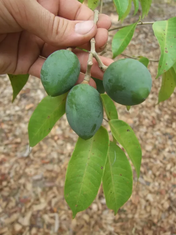 Canarium sylvestre