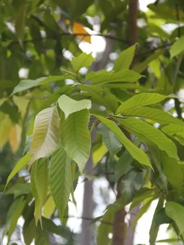 Dipterocarpus gracilis