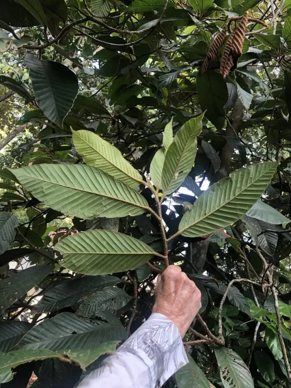 Dipterocarpus humeratus