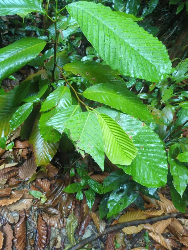 Dipterocarpus tempehes