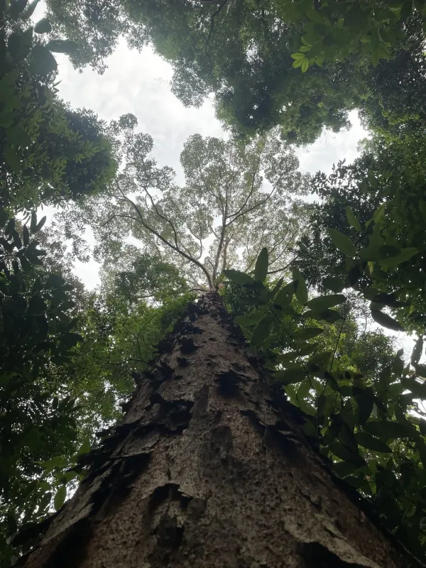 Dipterocarpus verrucosus