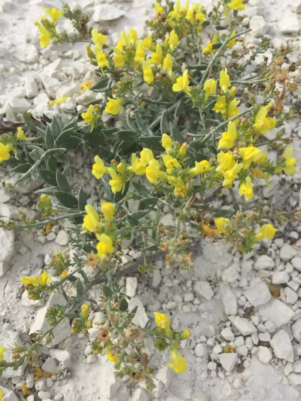 Chalk toadflax